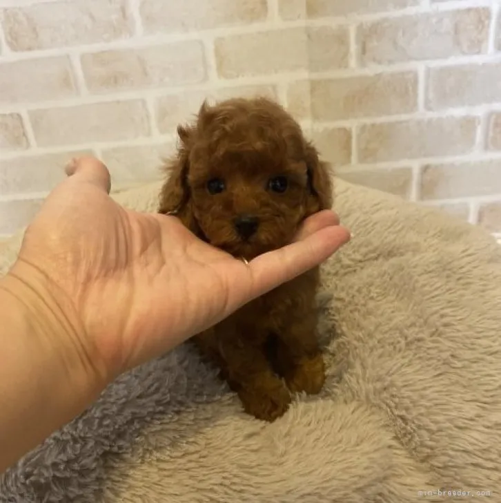 ID:2307-03098の子犬