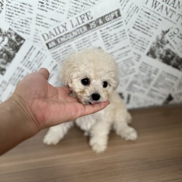 トイプードル(ティーカップ)【三重県・男の子・2024年4月1日・ホワイト】の写真「とっても可愛いです♡♡」