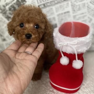 トイプードル(タイニー)【三重県・男の子・2022年10月15日・レッド】の写真「お目目クリクリ❤️可愛い男の子」