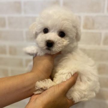 ビションフリーゼ【三重県・男の子・2022年8月22日・ホワイト】の写真「イケメンくん♡♡」