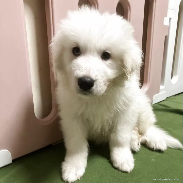 けんそ 様のお迎えした子犬