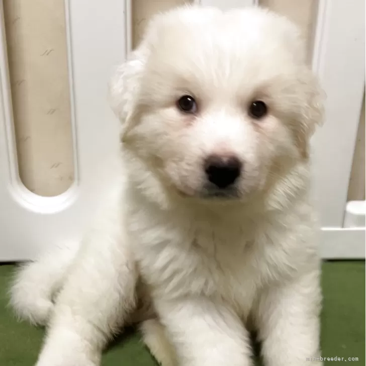 ID:2507-05678の子犬