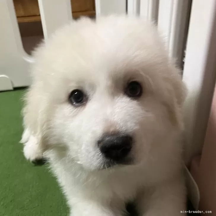 ID：2501-00650の子犬