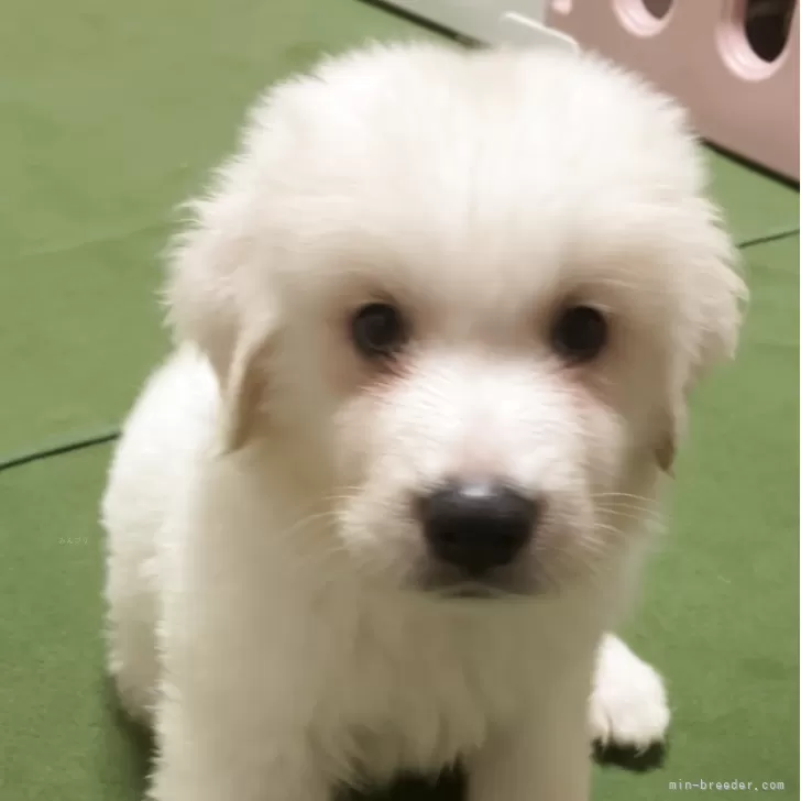 M.T 様のお迎えした子犬