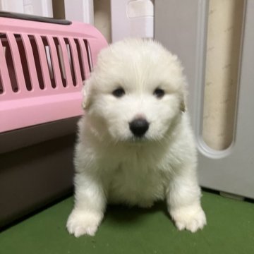 グレートピレニーズ【静岡県・女の子・2024年12月9日・ホワイト】の写真「好奇心旺盛な女の子です。」