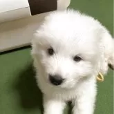 グレートピレニーズ