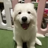 グレートピレニーズ