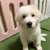 グレートピレニーズ