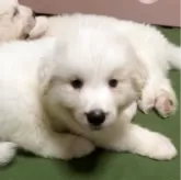 グレートピレニーズ