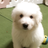 グレートピレニーズ