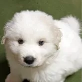 グレートピレニーズ