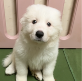 グレートピレニーズ