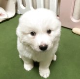 グレートピレニーズ