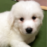 グレートピレニーズ