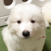 グレートピレニーズ