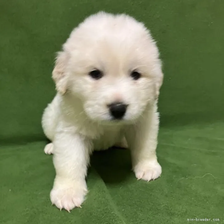 K.I 様のお迎えした子犬