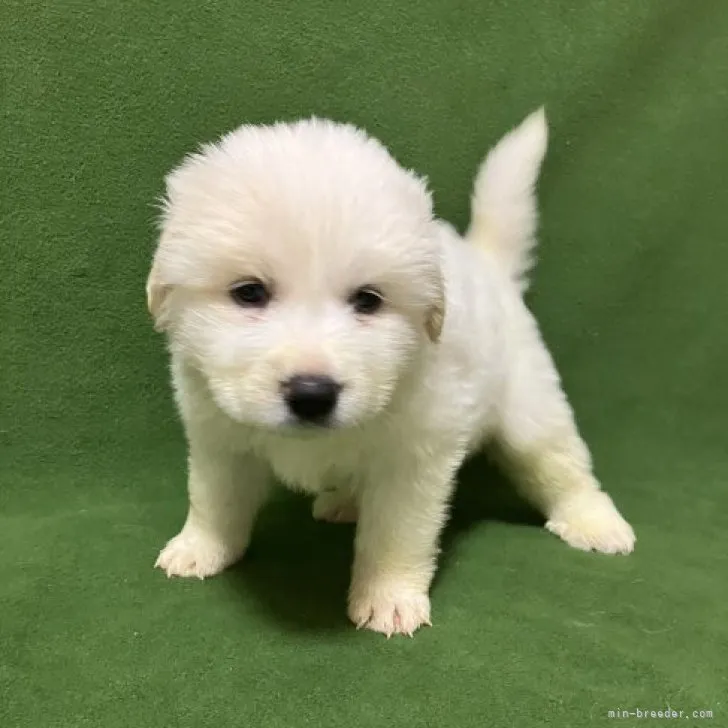 bear 様のお迎えした子犬