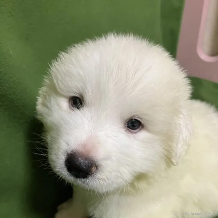 猪﨑恒博 様のお迎えした子犬