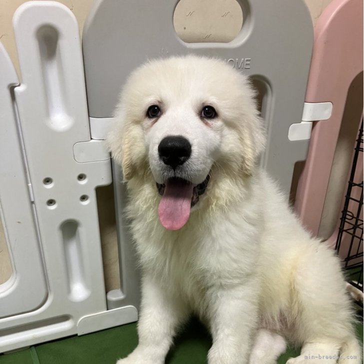さか 様のお迎えした子犬