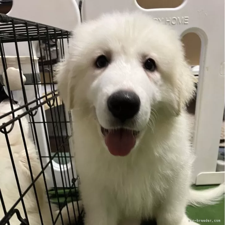 ID：2406-01409の子犬