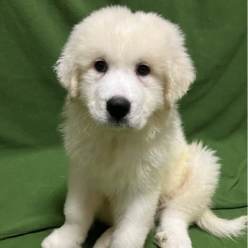 グレートピレニーズ【静岡県・男の子・2024年5月1日・ホワイト】の写真「おっとりした人懐っこい男の子です。」