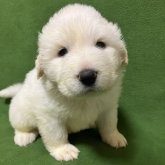 グレートピレニーズ