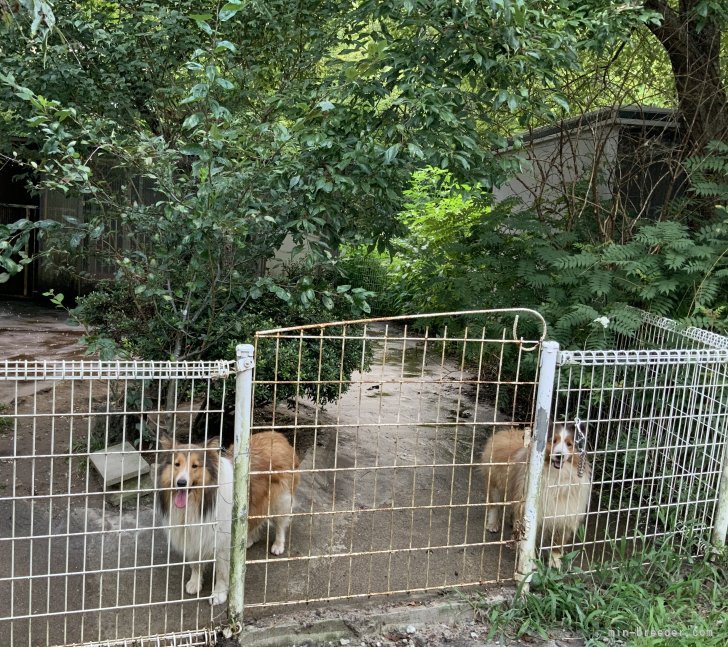 犬舎の様子です。｜村川　百合(むらかわ　ゆり)ブリーダー(福島県・JKC登録)の紹介写真1