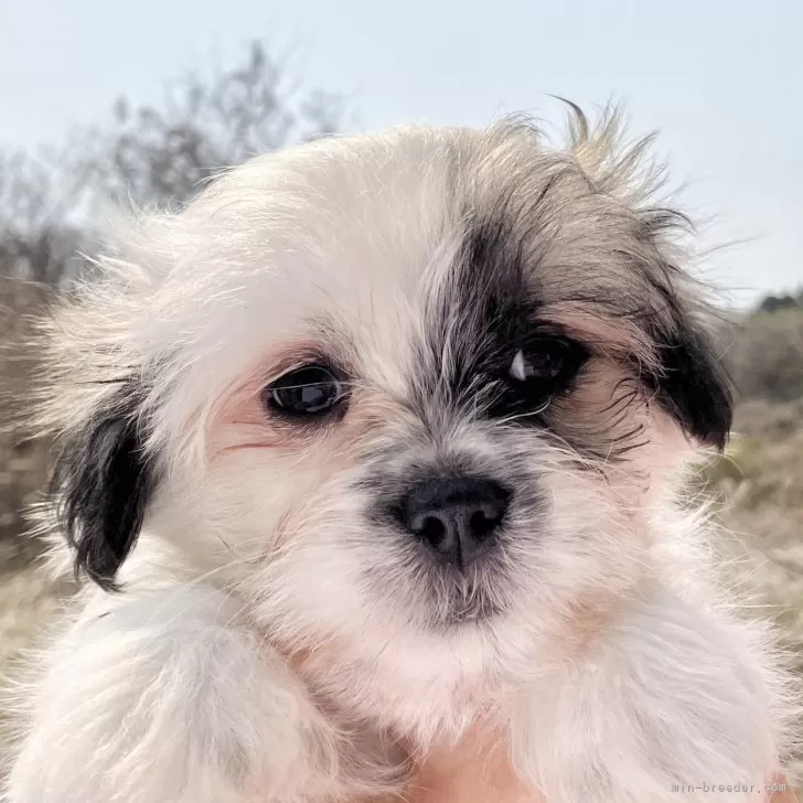 ID:2503-02422の子犬