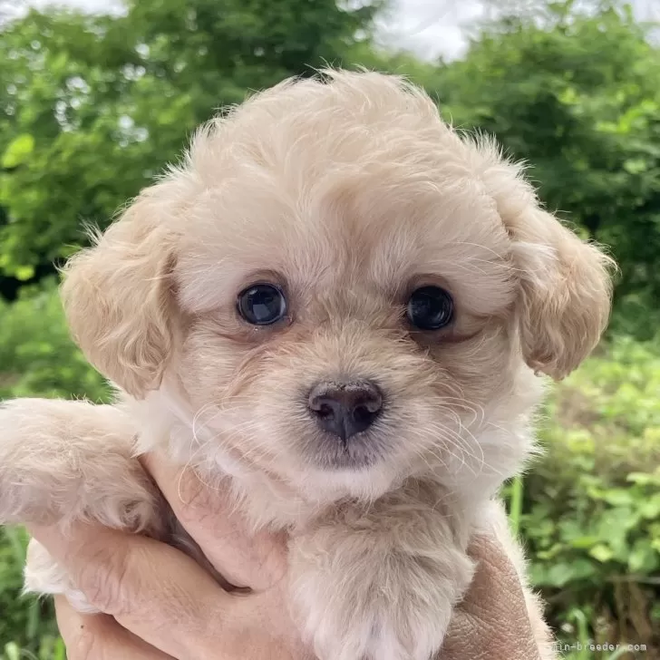 ID：2506-02170の子犬