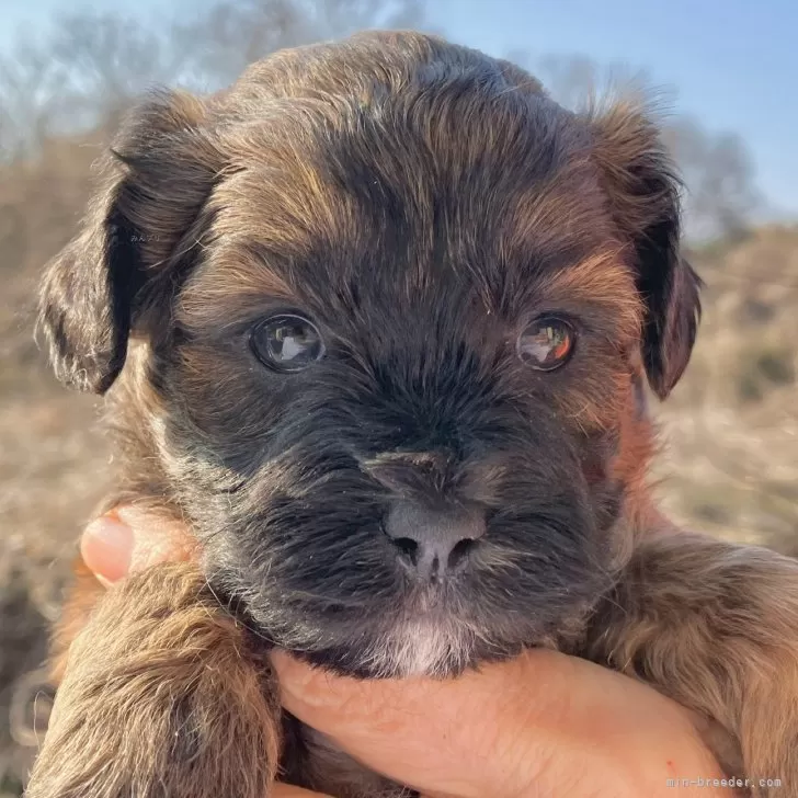 K.S 様のお迎えした子犬