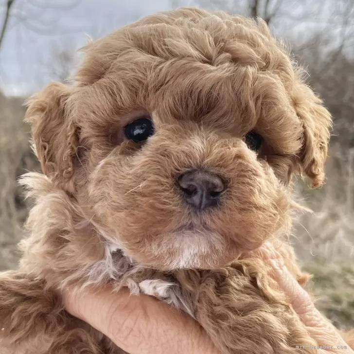 ID:2502-00795の子犬