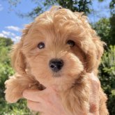 マルプー(トイプードル×マルプー)