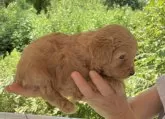 マルプー(トイプードル×マルプー)【福島県・男の子・2025年7月23日・アプリコット】の写真4