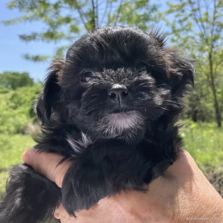ID:2405-03492の子犬