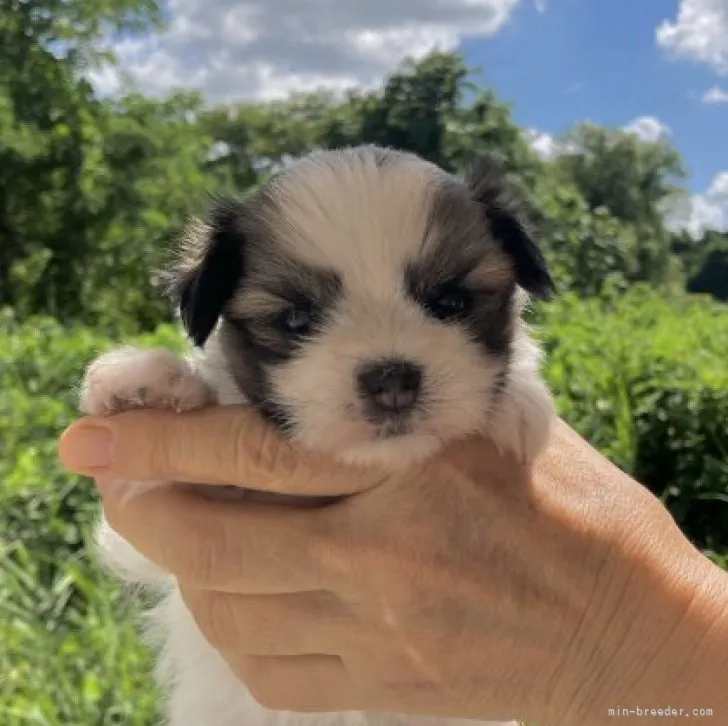 ID：2308-01603の子犬