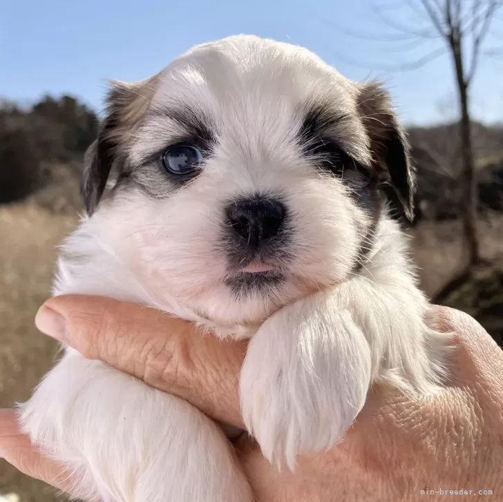 ID:2402-04302の子犬