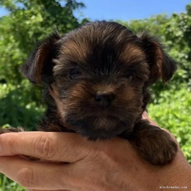 ID：2307-06104の子犬