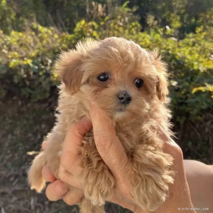 ID：2310-05908の子犬