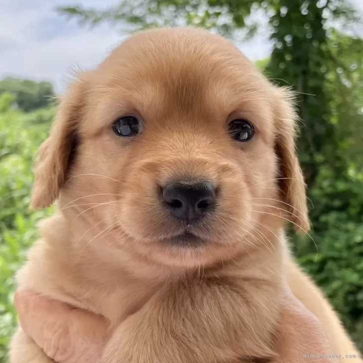 ID:2408-00048の子犬