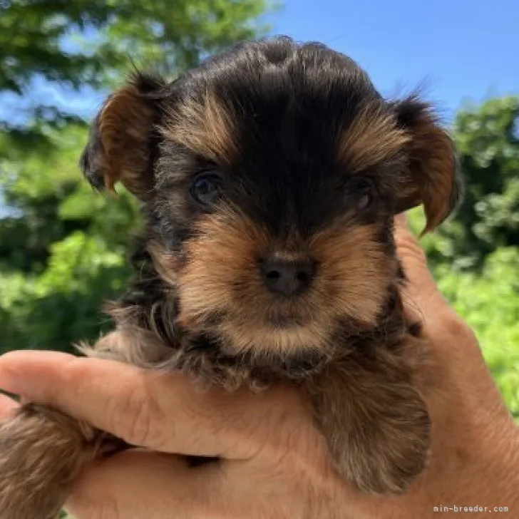 ID：2307-06097の子犬