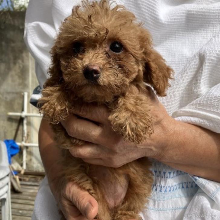 トイプードル マルプー トイプードル マルチーズ 福島県 女の子 22年6月日 アプリコット 体がとても小さい子です みんなのブリーダー 子犬id 28