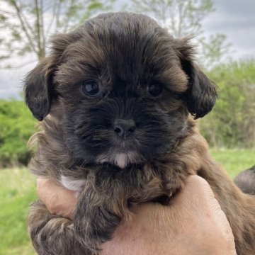 シープー(トイプードル×シーズー)【福島県・男の子・2024年3月9日・ブラウン】の写真「人懐っこい性格です。」