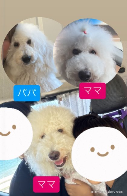 山崎明広ブリーダーのブログ：スタンダードプードル交配しました😊