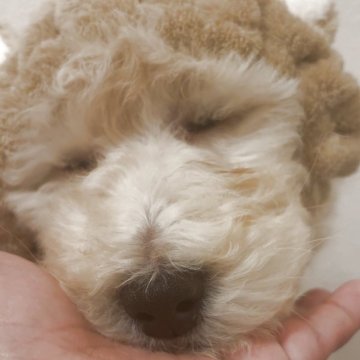 スタンダードプードル【群馬県・女の子・2025年1月22日・ホワイト】の写真「控えめな優しい女の子です☺️」