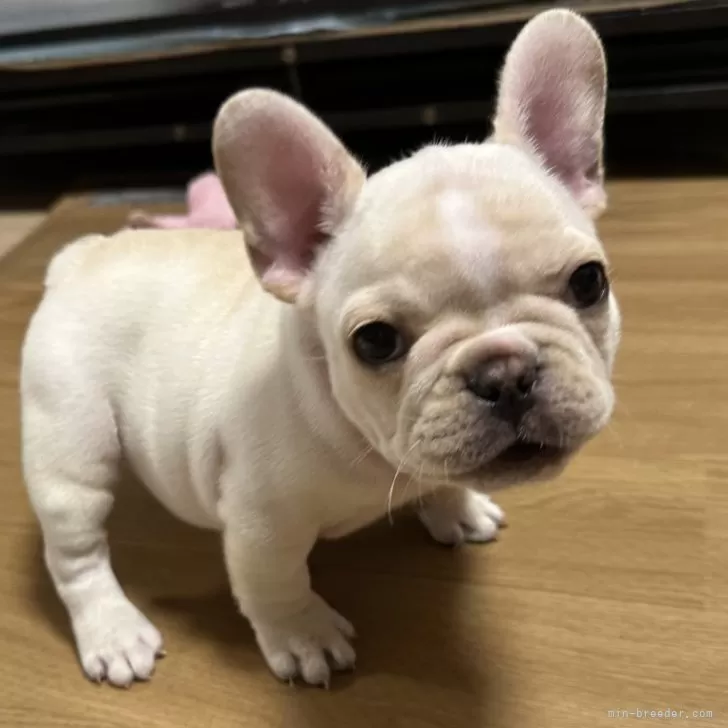 ID：2509-02491の子犬