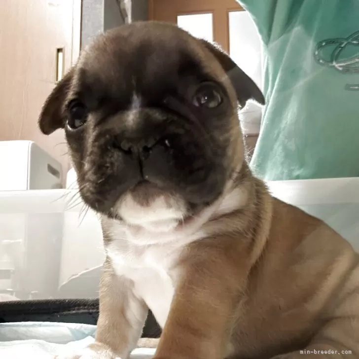 ID：2504-01559の子犬