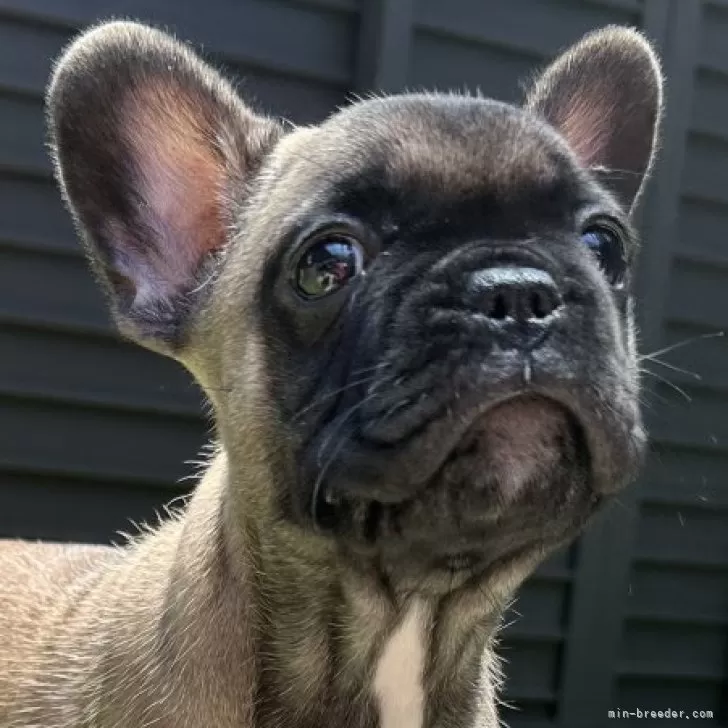 ID:2506-06803の子犬