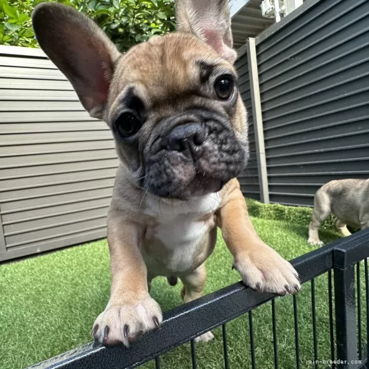 ID:2508-02487の子犬