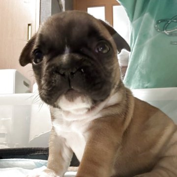 フレンチブルドッグ【埼玉県・女の子・2025年2月19日・フォーン】の写真「小ぶりのぷりぷり女子です🩷」