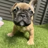 フレンチブルドッグ